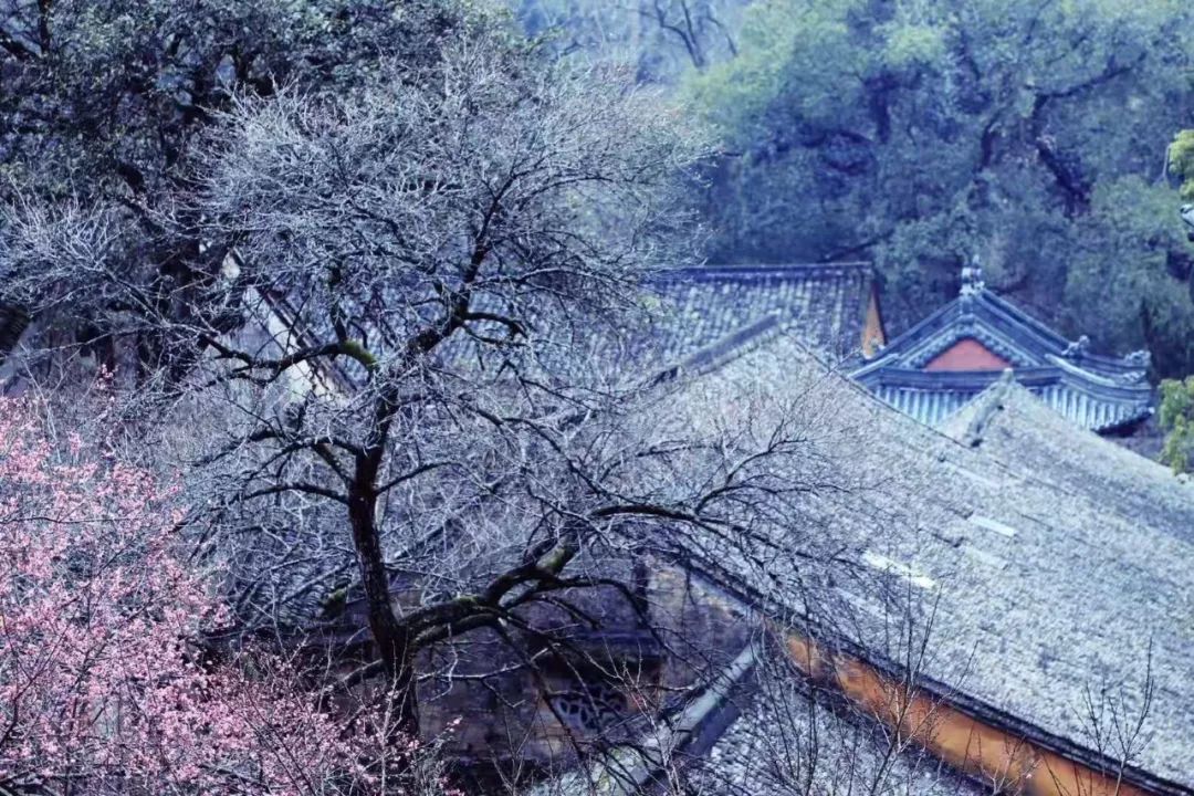 快來天台山國清寺錯過了隋梅花開再不能錯過油菜花季