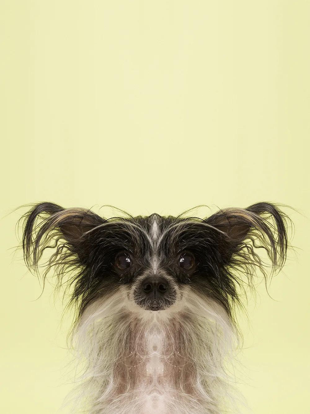 奇妙对称性性展示动物美学原来家中宝贝们这么美