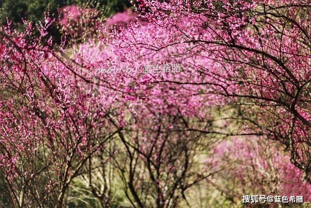 攝影如何拍出韓愈晚春二首百般紅紫鬥芳菲的唯美意境