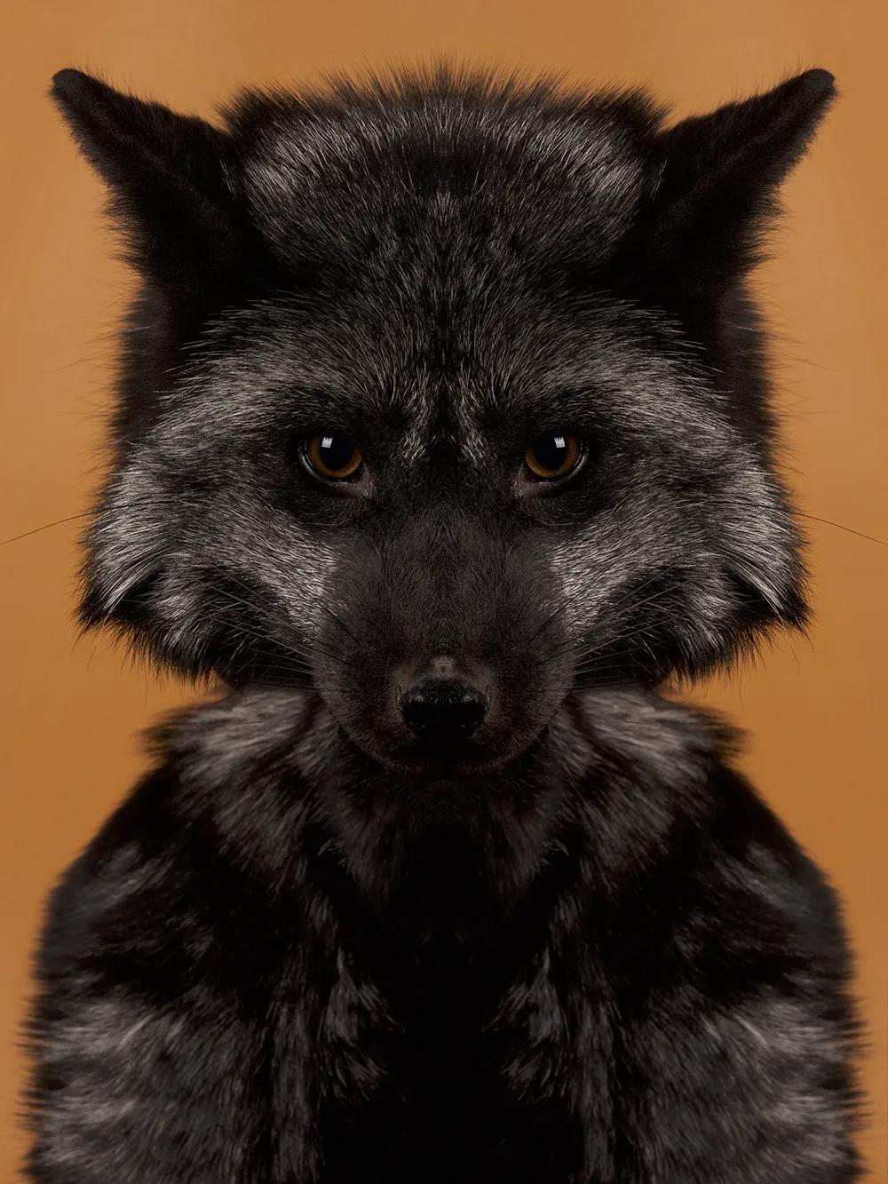 奇妙对称性性展示动物美学原来家中宝贝们这么美