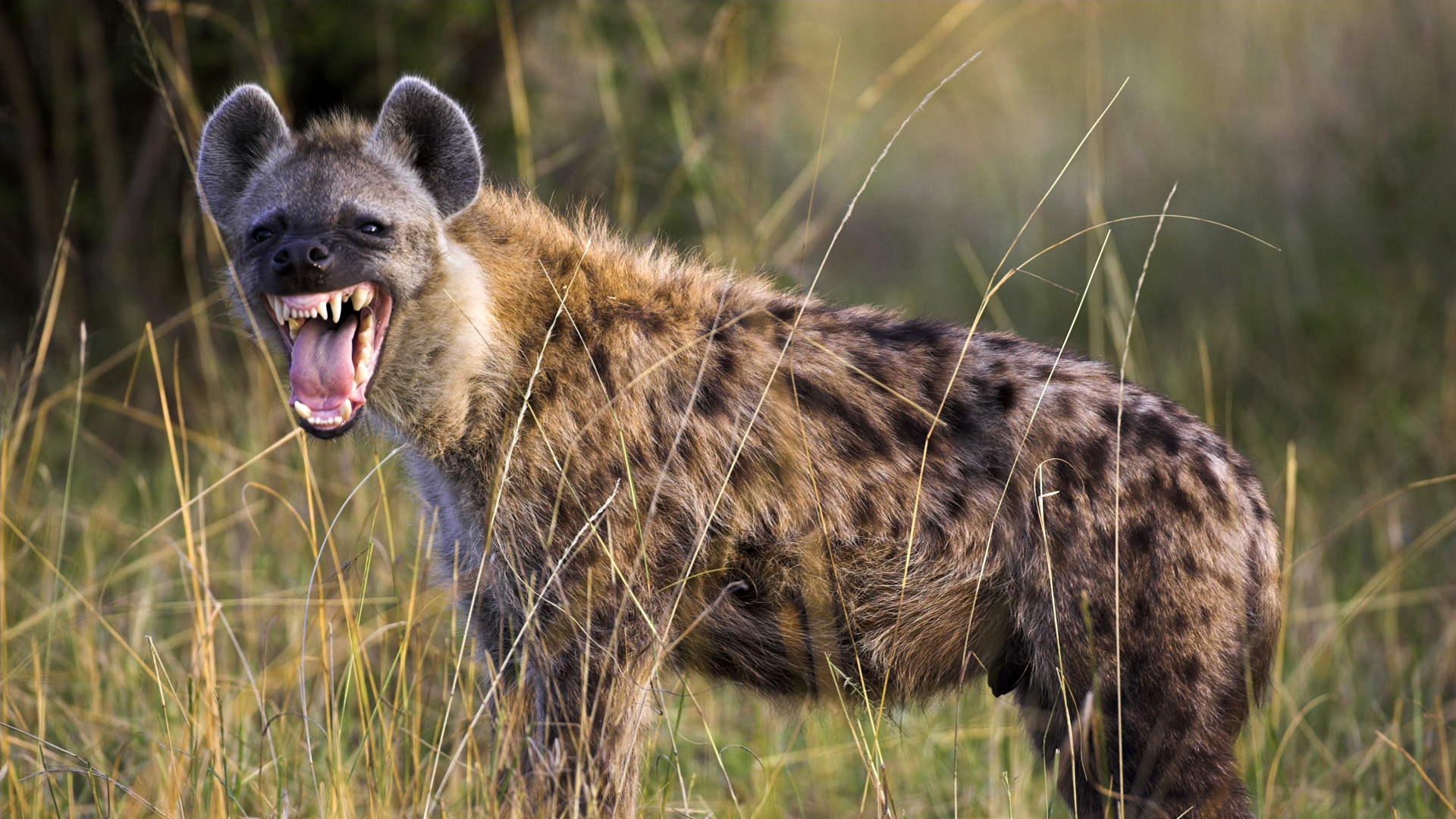 拥有最强下巴的哺乳动物鬣狗