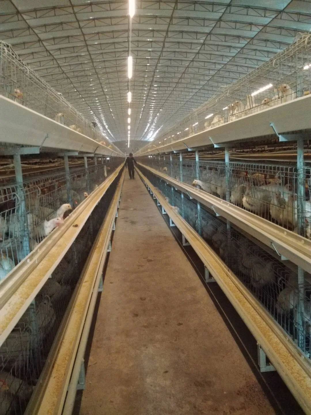 肉鸡养殖大棚造价图片
