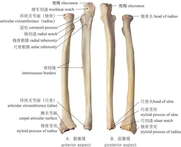 手臂单骨和双骨的区别图片