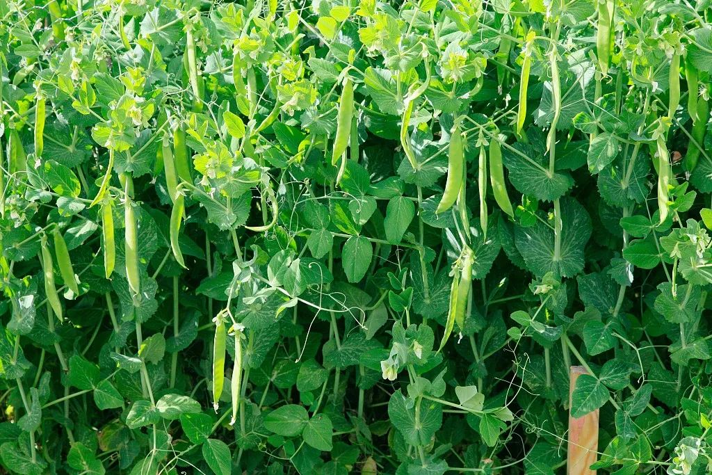 每年春天收获之后,南京人就会把叶子从豌豆上面摘下来,成把成把的丢到