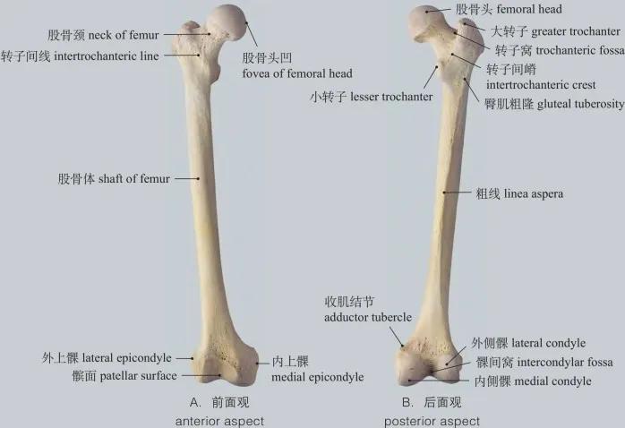 人体单骨和双骨图片图片