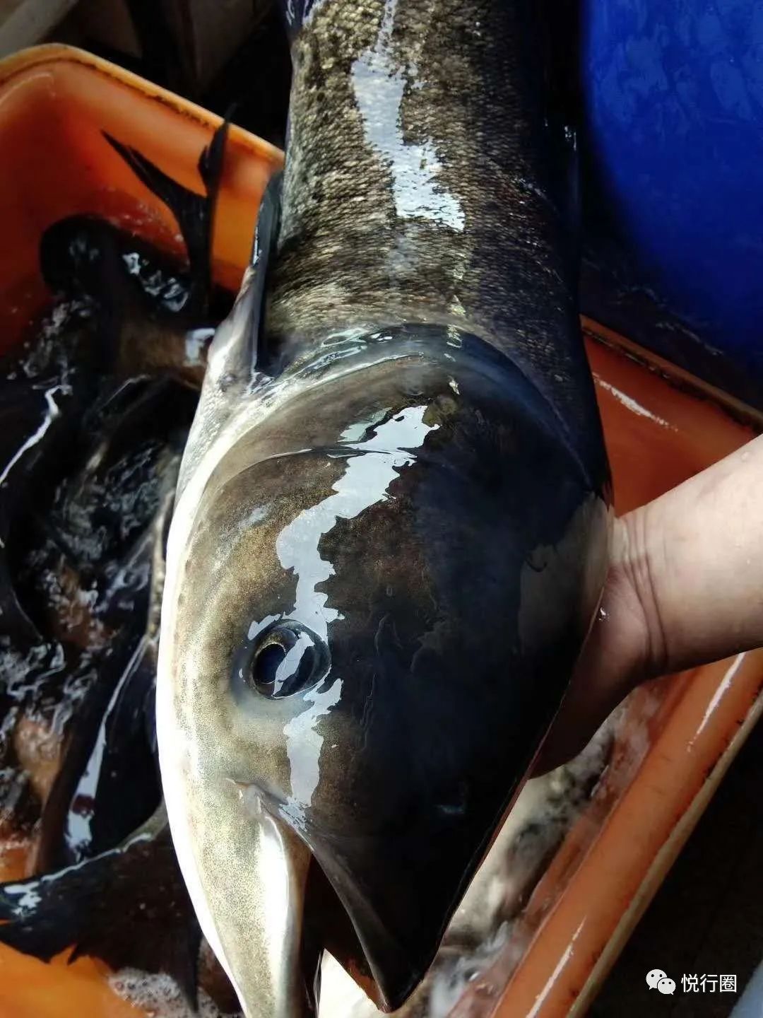 火了火了千岛湖胖头鱼卖火了还送土鸡蛋太划算了