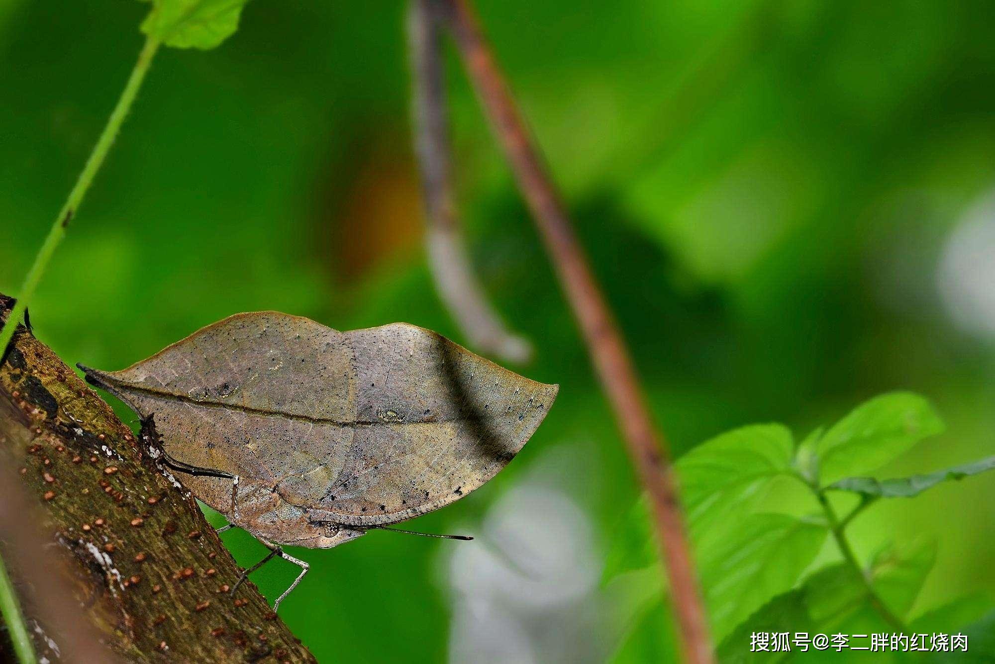 自然界中5个最擅长伪装的生物