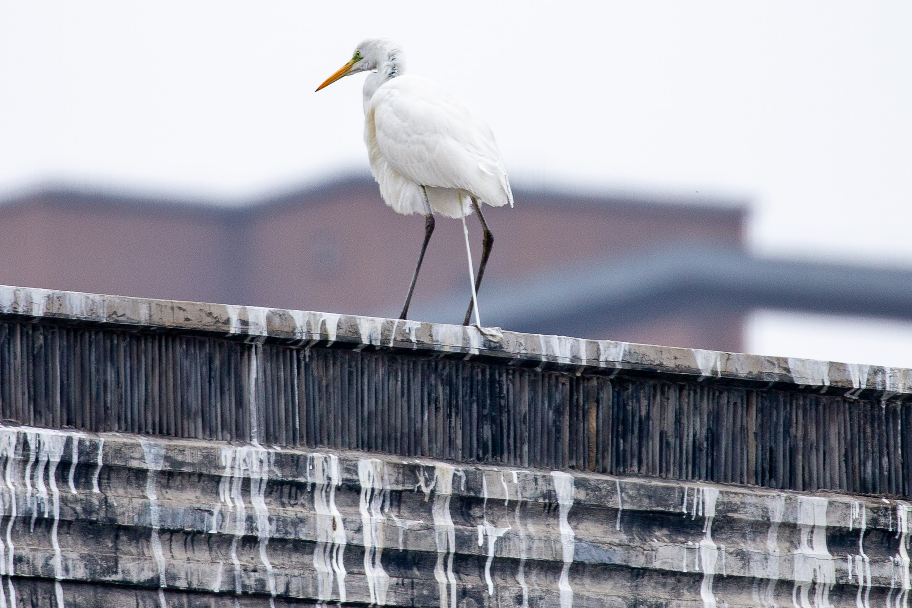二十只白鹤"赖"着上百天不走,粪便把青瓦染白,当地人大开眼界