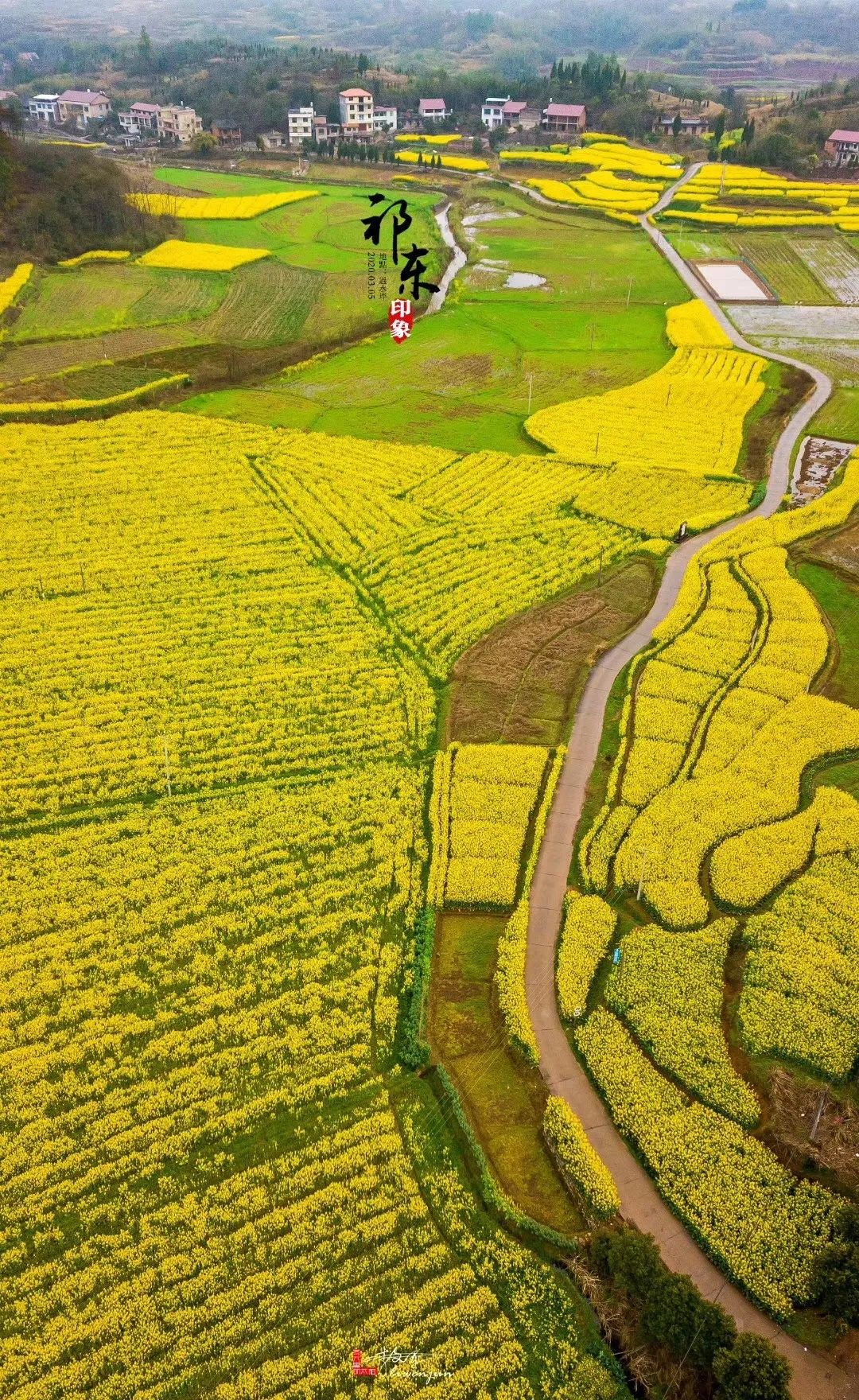 祁东春天美景无法阻挡祁东油菜花开惹人醉