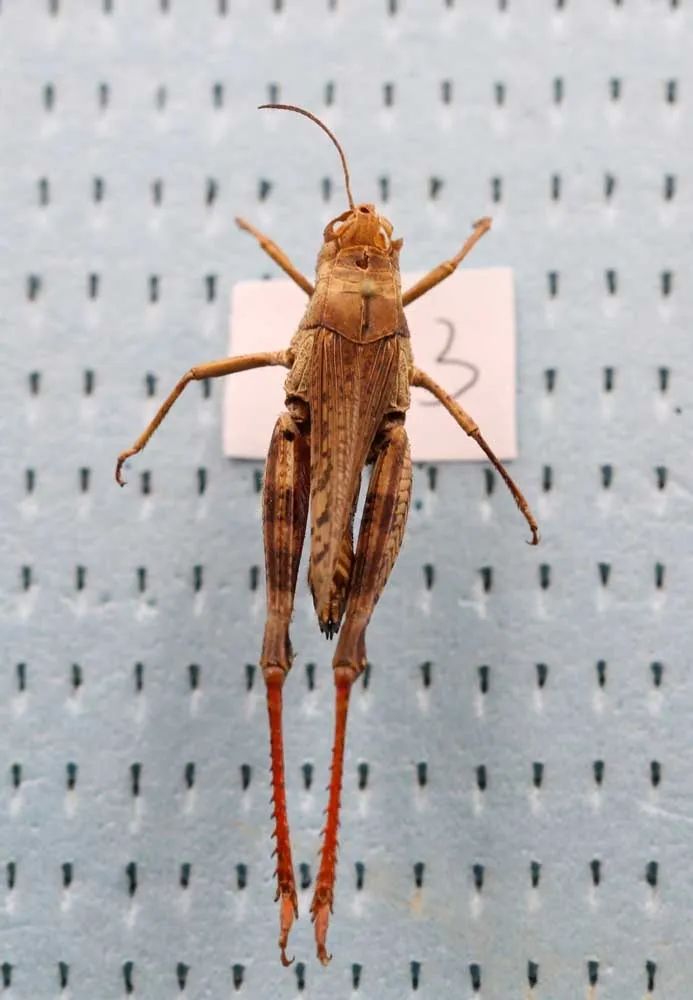 宽翅曲背蝗,体长23-28mm(雄),35-39mm(雌).体色黄褐色,褐色或黑褐色.