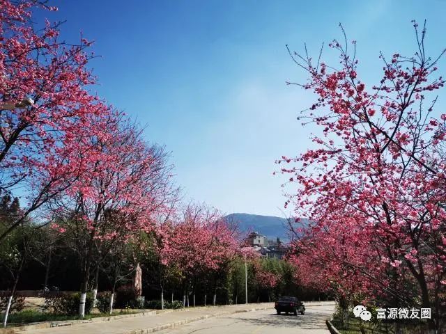 咱富源六中的樱花上央视了!