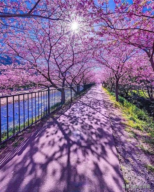 春暖花开花香四溢