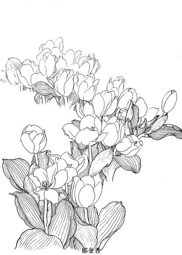 工笔白描花卉怎么画?这些素材不看亏大了_昙花