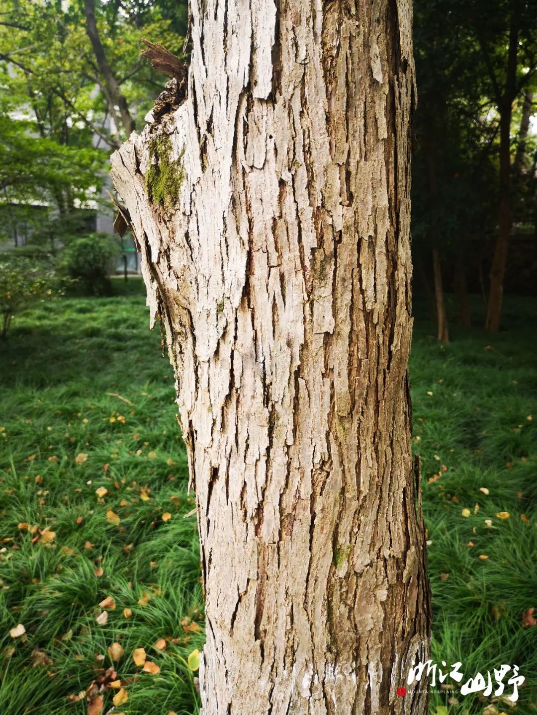 栓叶安息香styrax suberifolius墨西哥落羽杉taxodium mucronatum池杉
