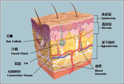 皮肤细胞结构图高清图图片