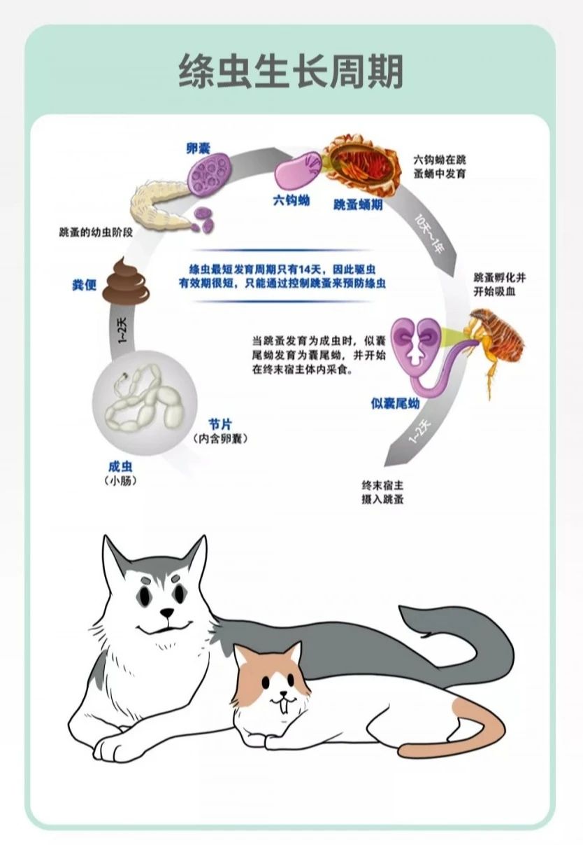 绦虫生活史比较复杂,概括起来分为两类:一类只需要一个中间宿主,即