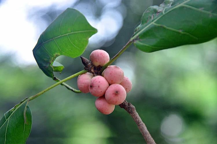 人称天仙果曾是农村娃的零食如今不多见了你吃过吗