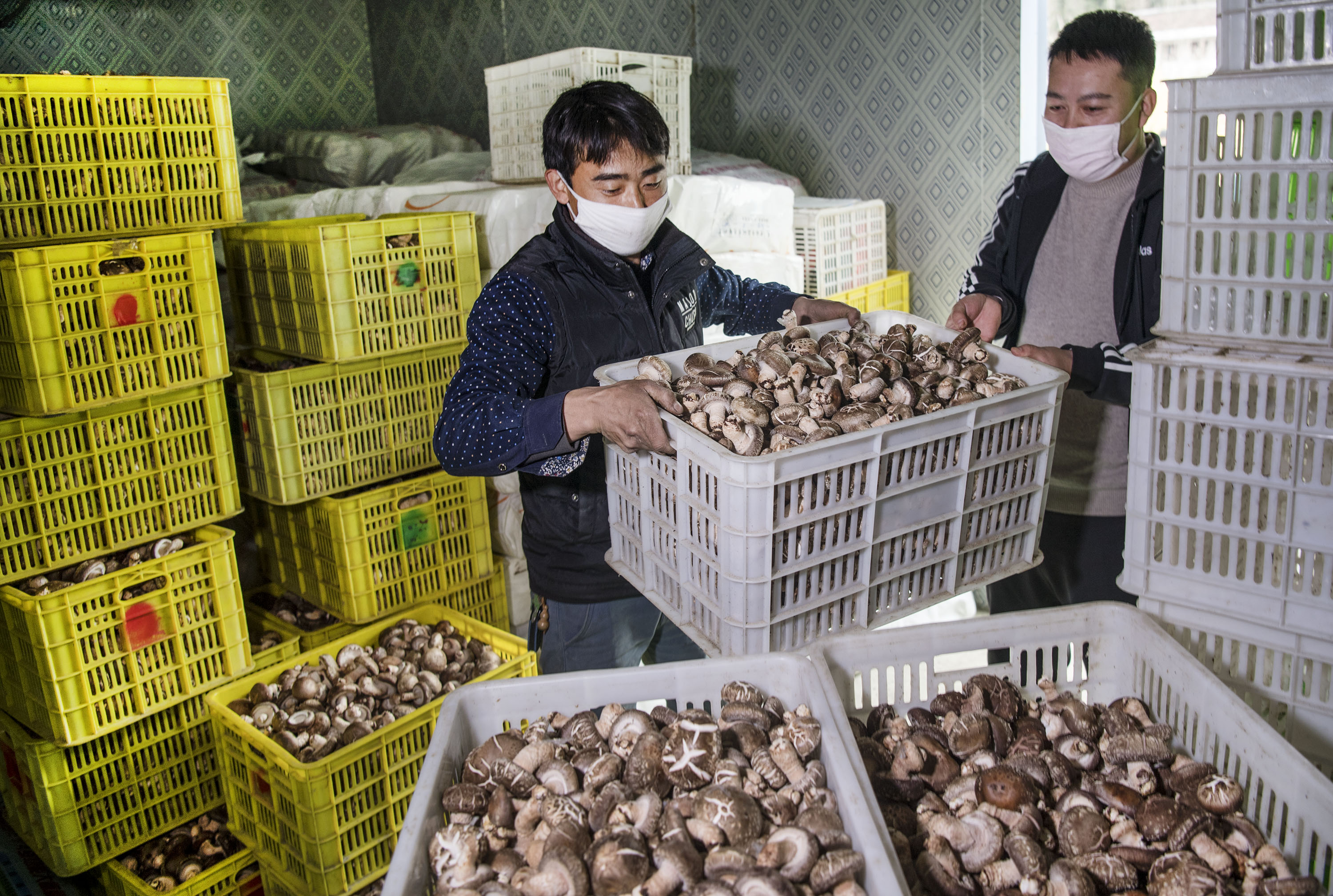 陕西留坝合作社搭台群众忙增收