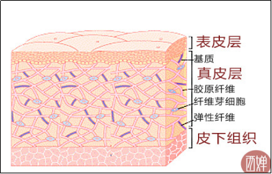 子沐老师:带大家认识皮肤结构和影响皮肤健康的因素有哪些