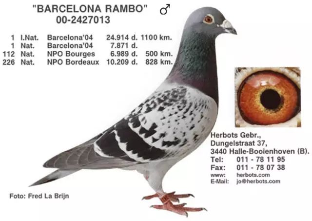 这是2004年巴塞罗那冠军鸽barcelona rambo,环号nl00-2427013,鸽主为v