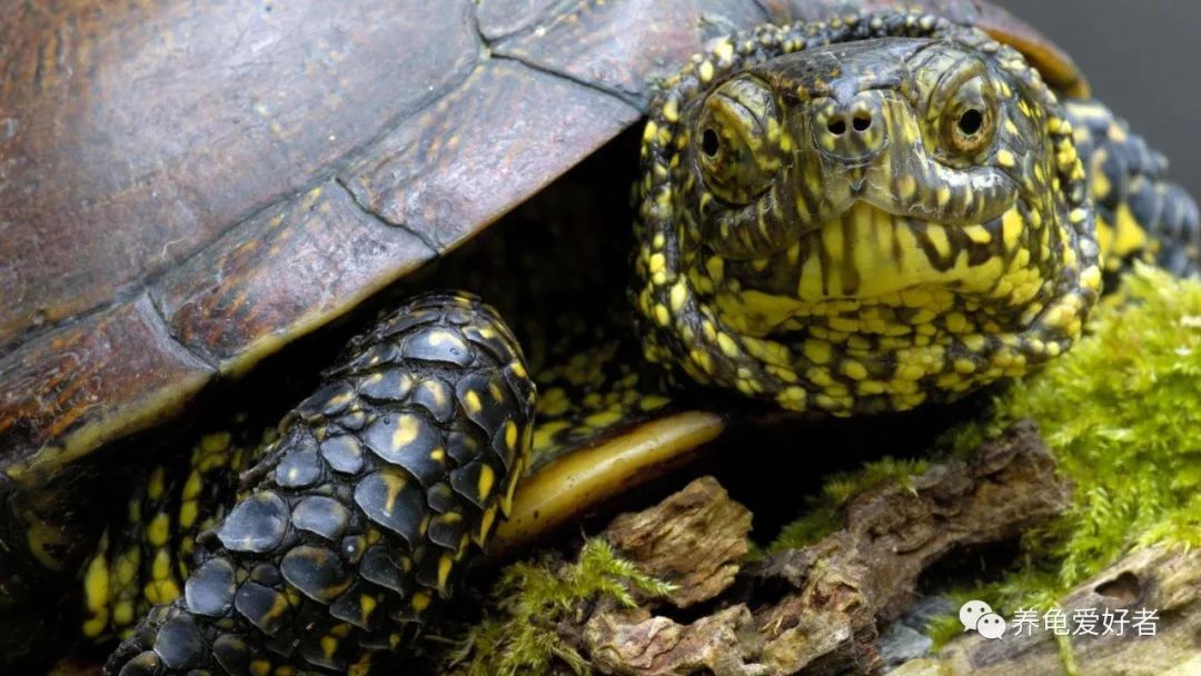 有一个养龟亘古不变的道理,那就是得有恒心