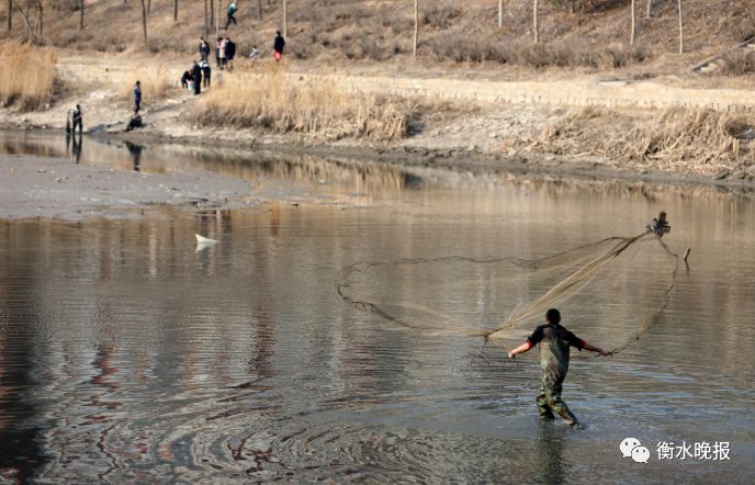 衡水滏阳河里20多人同时捞鱼衡水已有多人被骗赶紧来看看