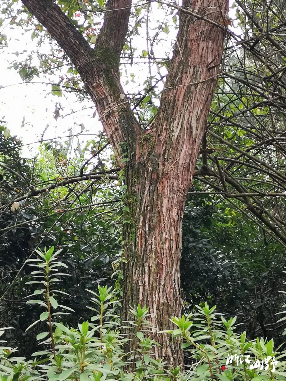 三角枫acer buergerianum的树皮也是大块的撕裂状.