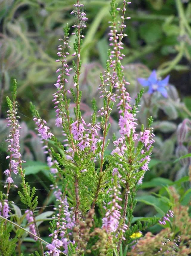 一花一期帚石楠