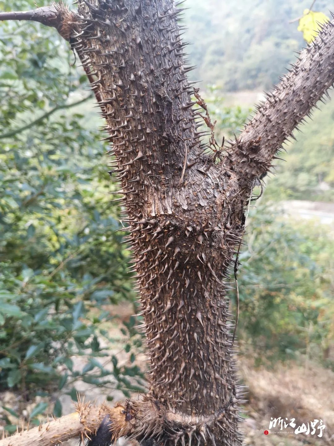 長大後的棘莖楤木aralia echinocaulis,刺一點都沒減少.