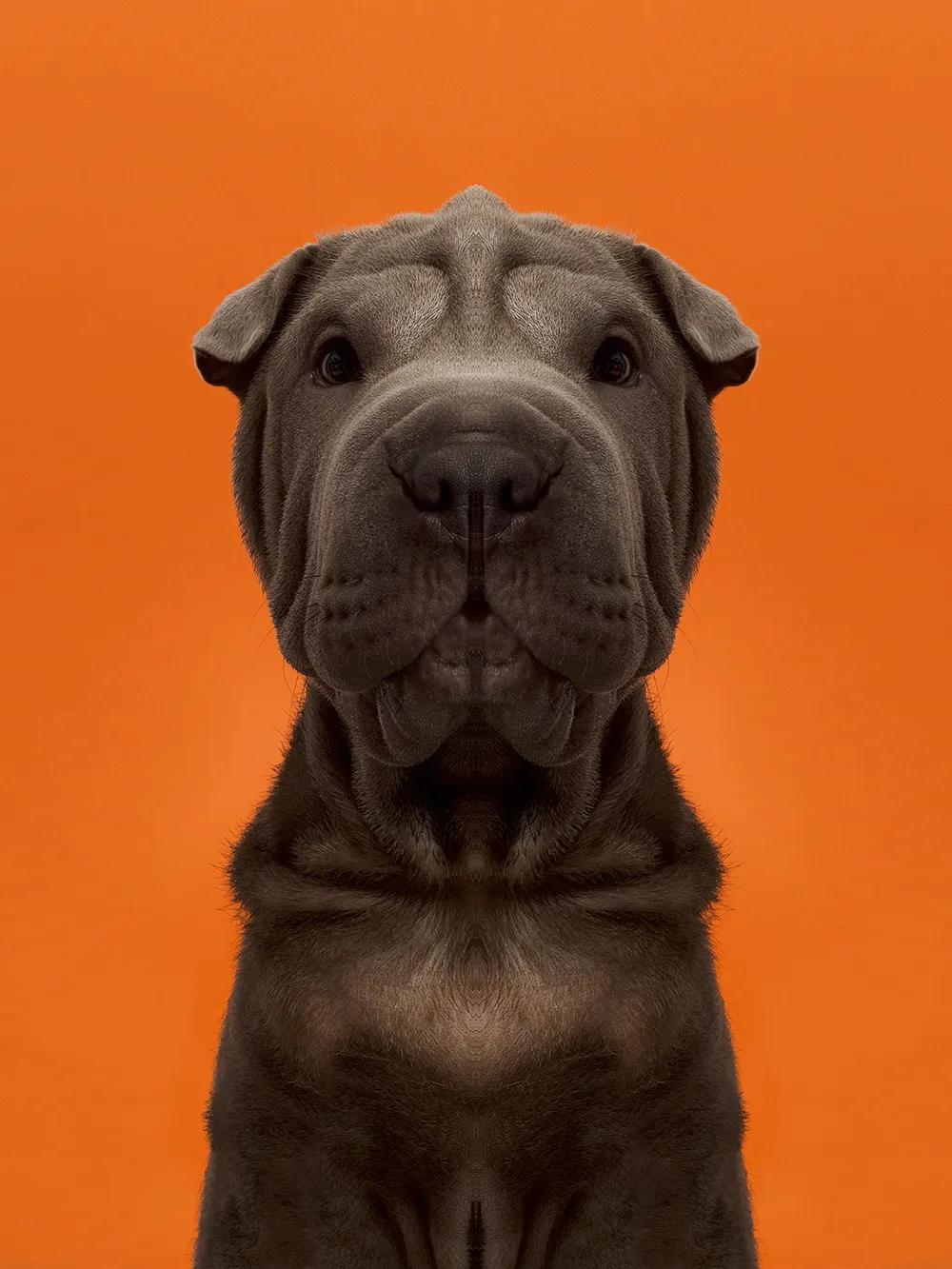 奇妙对称性性展示动物美学原来家中宝贝们这么美