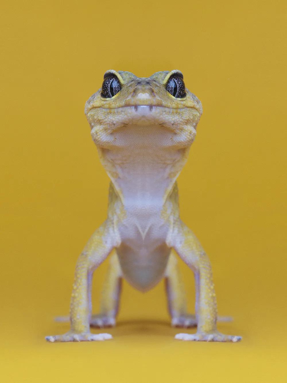 奇妙对称性性展示动物美学原来家中宝贝们这么美