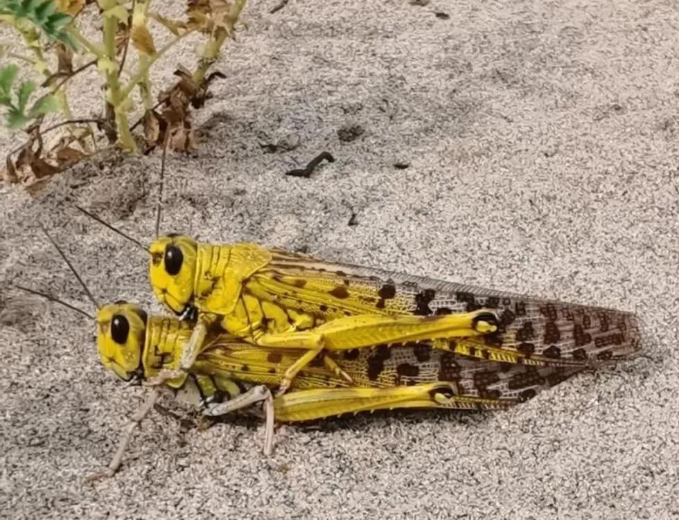 沙漠蝗迁飞入侵我国机率很小但仍需有效应对