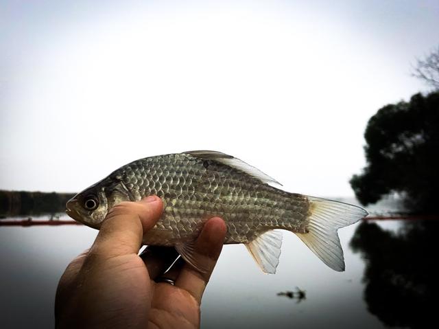 連連上鉤土鯪石鯪江鯿鯽魚好在品種豐富魚情差了點上午雲霧飄渺久違的