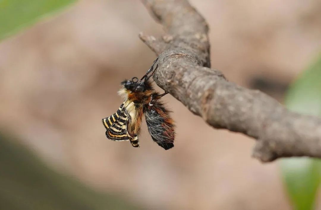 南京今年首批中华虎凤蝶悄悄羽化成蝶