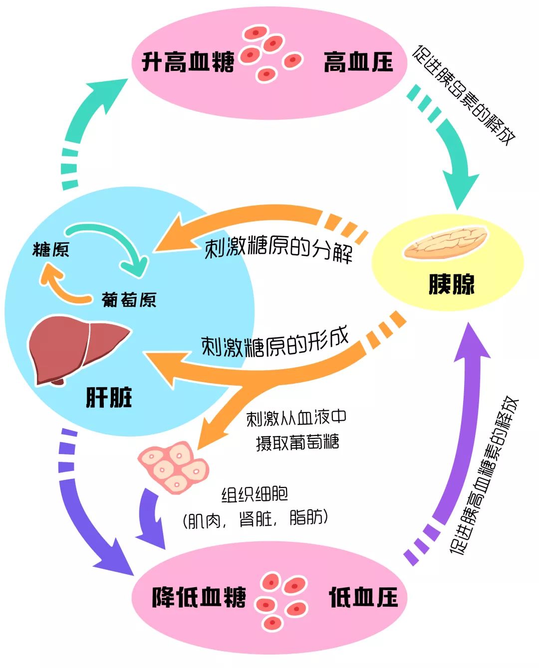 糖类消化吸收过程图图片