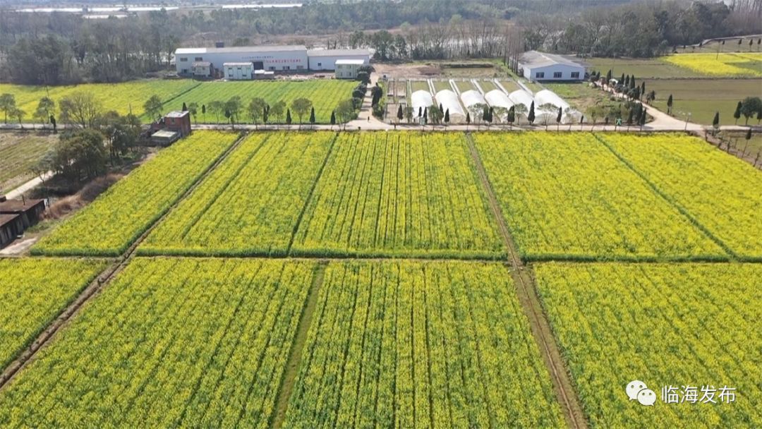 惊蛰春耕开始的节令临海田野里重唤生机
