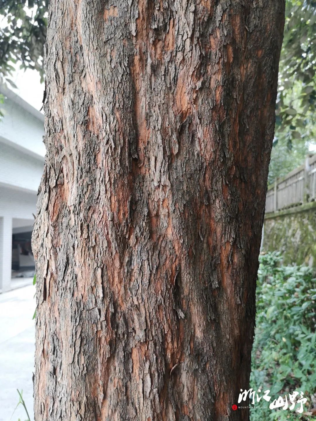 池杉,落羽杉,墨西哥落羽杉,杉木,这些带"杉"字的植物,树皮都好相似呢