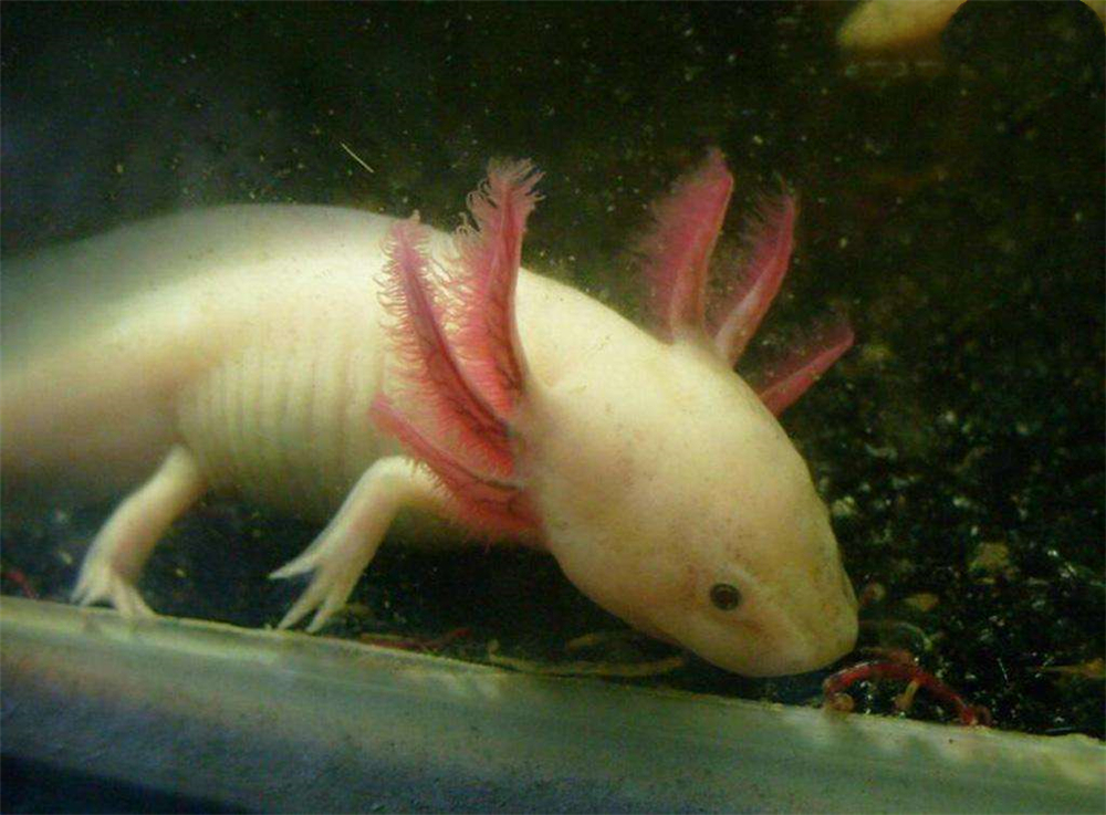 原创湘西凤凰发现一像龙的小动物头上6只角身长4只爪身体还能重生