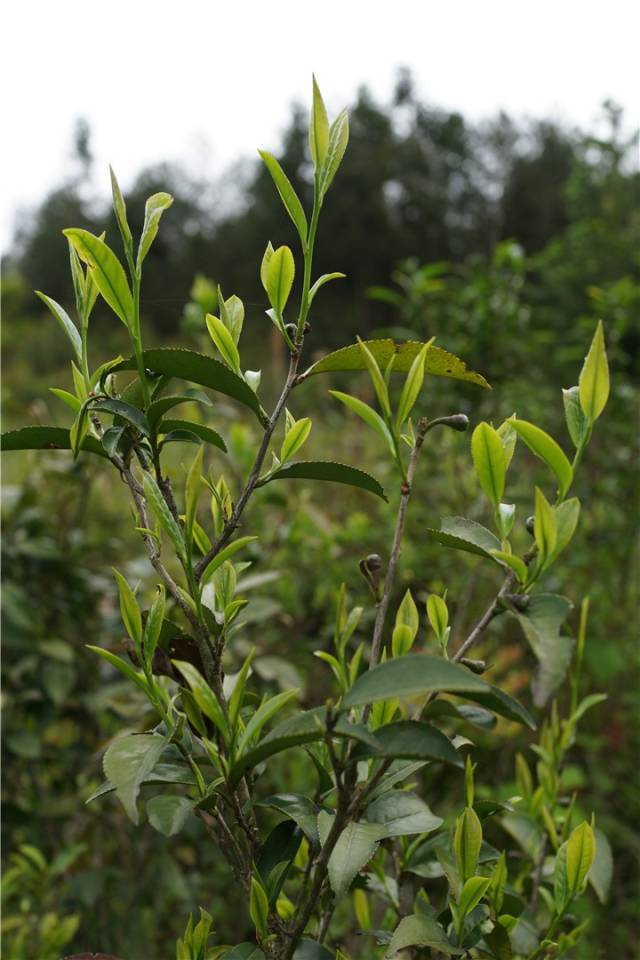 野生老茶树发新芽野生茶形态迥异,有些长得很高,有些长得很矮,有些则