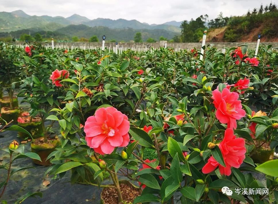 近日,记者在包茂高速大隆出入口附近看到,公路两旁种植的大片茶花树