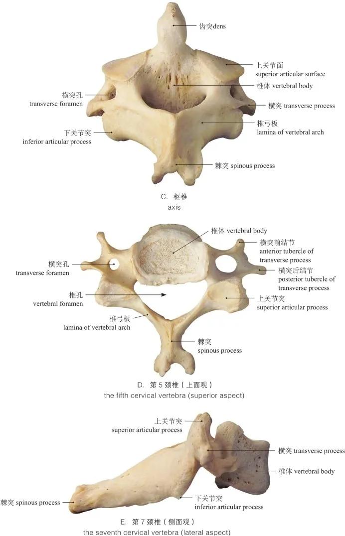 单骨和双骨怎么区分图片