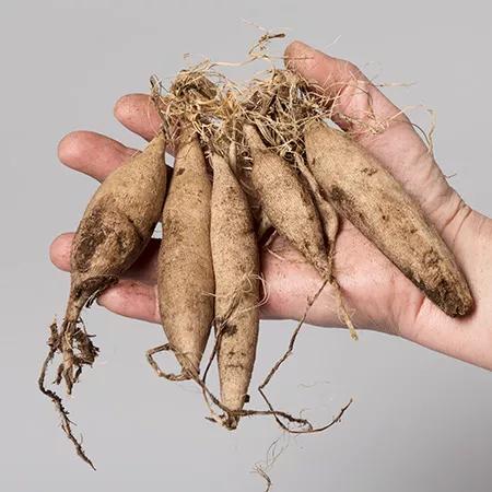 大丽花种植手册红苕花自由真的可以有