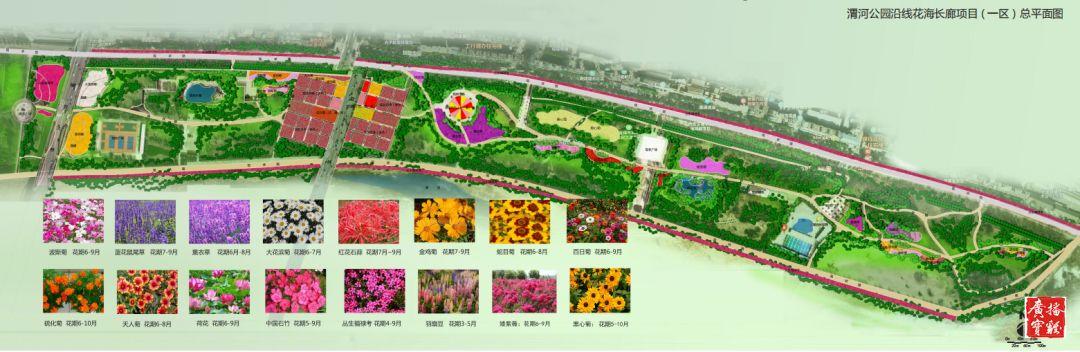 渭河公园花海长廊即将呈现花开的时候来打卡吧