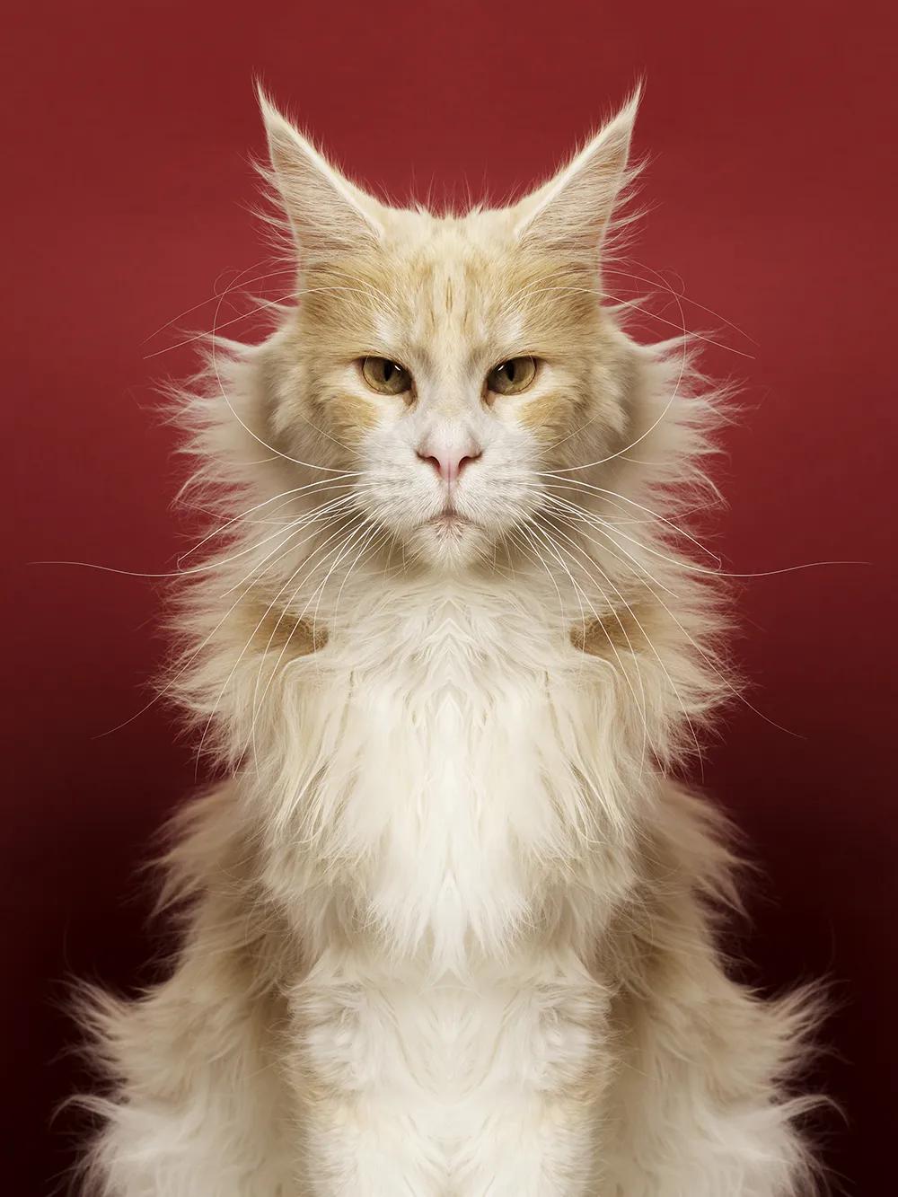 奇妙对称性性展示动物美学原来家中宝贝们这么美