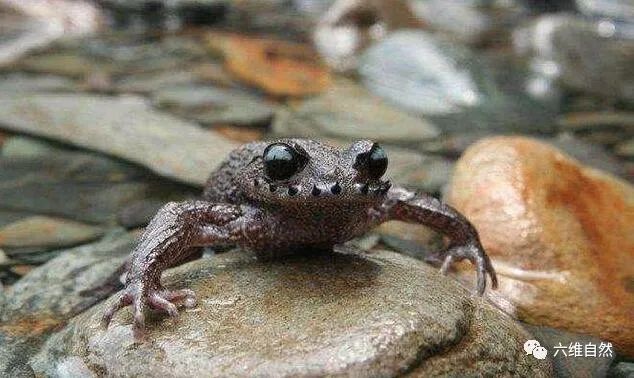 国内有一种长胡子的蟾蜍,嘴唇上有多条角质刺,中国特有珍稀蛙类