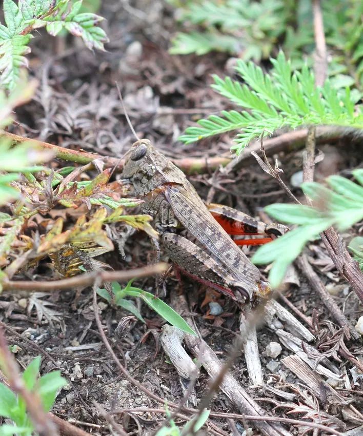 鼓翅皱膝蝗,体长23-33mm.体暗褐色或暗绿色.