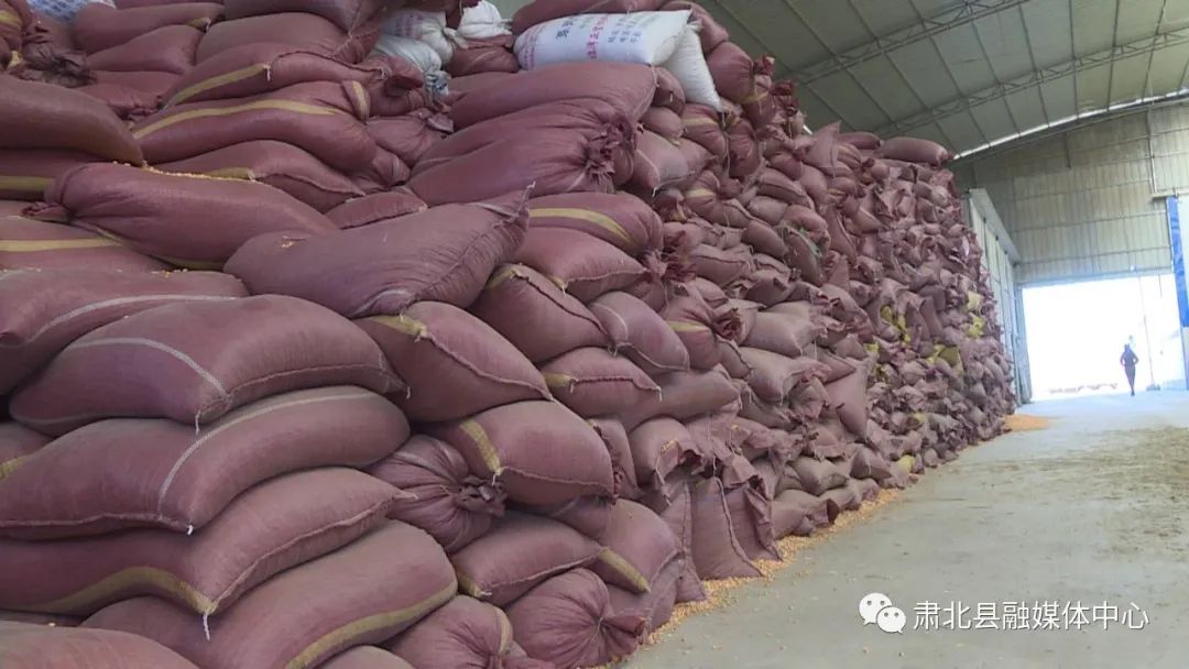 盐池湾乡为牧户紧急发放100吨救灾饲草料