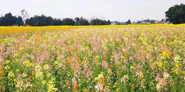 云端赏菜花②720度鸟瞰潼南五彩油菜花海附航拍