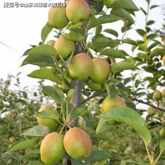 红香酥梨的生长特点图片