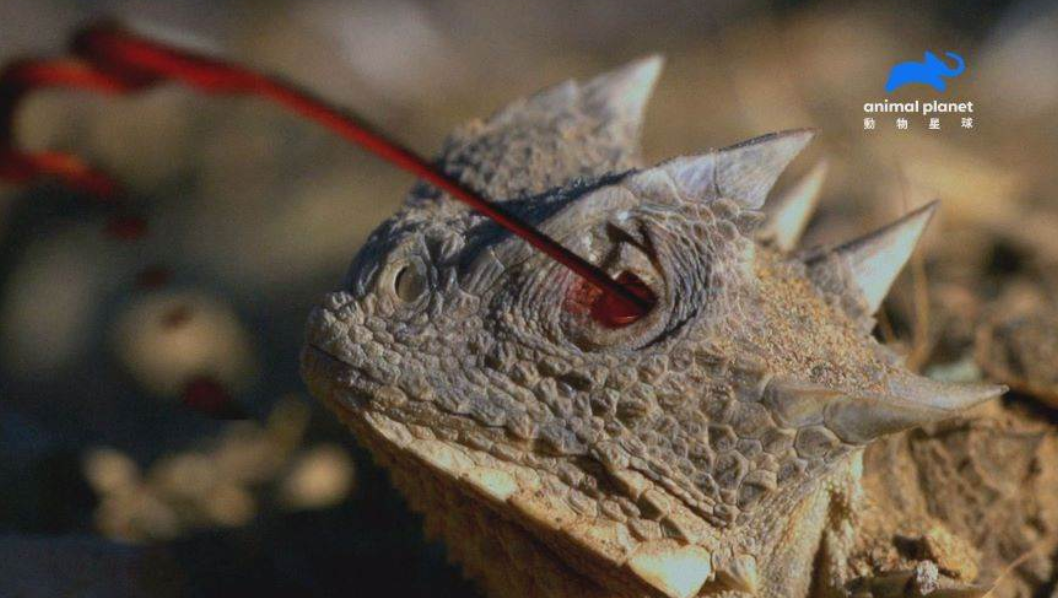 原创迷你哥斯拉大角蜥眼睛喷血2米远秒让你满脸毒液